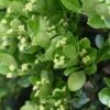 Euonymus Japonicus - Fusain Du Japon -Promos Jardin Bulbes Magasin Euonymus japonicus Fusain du Japon copyright 840682 1