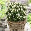 Euonymus Japonicus Paloma Blanca - Fusain Du Japon -Promos Jardin Bulbes Magasin Euonymus japonicus Paloma Blanca 88802 1