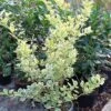 Euonymus Japonicus Président Gauthier - Fusain Du Japon -Promos Jardin Bulbes Magasin Euonymus japonicus President Gauthier 84075 1 1