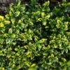 Euonymus Japonicus Microphyllus Aureovariegatus - Fusain -Promos Jardin Bulbes Magasin Euonymus japonicus micr Aureovariegatus 84072 1