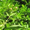 Euonymus Myrianthus - Fusain De Chine -Promos Jardin Bulbes Magasin Euonymus myrianthus 78209 1
