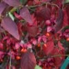 Euonymus Planipes - Fusain -Promos Jardin Bulbes Magasin Euonymus planipes 80065 1