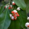 Euonymus Tonkinensis - Fusain Du Tonkin -Promos Jardin Bulbes Magasin Euonymus tonkinensis Fusain du Tonkin copyright 87260 1