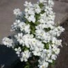 Exochorda Racemosa Magical Springtime -Promos Jardin Bulbes Magasin Exochorda Magical Springtime 82317 1