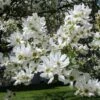 Exochorda Serratifolia Snow White - Arbre Aux Perles -Promos Jardin Bulbes Magasin Exochorda serratifolia Snow White 100621 1