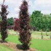 Fagus Sylvatica Dawyck Purple - Hêtre Fastigié Pourpre -Promos Jardin Bulbes Magasin Fagus sylvatica Dawyck Purple 87262 1