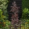 Fagus Sylvatica Midnight Feather - Hêtre -Promos Jardin Bulbes Magasin Fagus sylvatica Midnight Feather Hetre IF 17898 1