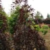 Hêtre Pourpre Pleureur - Fagus Sylvatica Purpurea Pendula -Promos Jardin Bulbes Magasin Fagus sylvatica Purpurea Pendula 1001052 1
