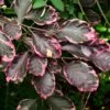 Hêtre Pourpre Panaché - Fagus Sylvatica Purpurea Tricolor -Promos Jardin Bulbes Magasin Fagus sylvatica Purpurea Tricolor 100251 1