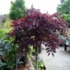 Fagus Sylvatica Rohan Weeping - Hêtre Pourpre Pleureur -Promos Jardin Bulbes Magasin Fagus sylvatica Rohan Weeping 87267 1