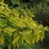 Forsythia Intermedia Golden Times - Mimosa De Paris -Promos Jardin Bulbes Magasin Forsythia intermedia Golden Times 781617 1