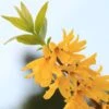Forsythia Viridissima Citrus Swizzle - Mimosa De Paris -Promos Jardin Bulbes Magasin Forsythia viridissima Citrus Swizzle 781621 1