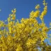 Forsythia X Intermedia Gold Rausch - Mimosa De Paris -Promos Jardin Bulbes Magasin Forsythia x intermedia Gold Rausch 100111 1