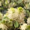 Fothergilla Gardenii -Promos Jardin Bulbes Magasin Fothergilla gardenii copyright 84079 1