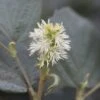 Fothergilla Intermedia Blue Shadow -Promos Jardin Bulbes Magasin Fothergilla major Blue Shadow 9557 1