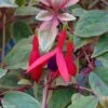 Fuchsia Rustique Tom West -Promos Jardin Bulbes Magasin Fuchsia rustique Tom West 81278 1