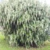 Garrya Elliptica James Roof -Promos Jardin Bulbes Magasin Garrya elliptica James Roof 84082 1