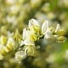 Genêt Précoce - Cytisus X Praecox -Promos Jardin Bulbes Magasin Genet precoce Cytisus x praecox LD 1000961 1