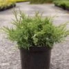 Genévrier - Juniperus Pfitzeriana White Splash -Promos Jardin Bulbes Magasin Genevrier Juniperus pfitzeriana White Splash IF 1006771 1
