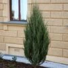 Genévrier - Juniperus Scopulorum Wichita Blue -Promos Jardin Bulbes Magasin Genevrier Juniperus scopulorum Wichita Blue copyright 1006811 1