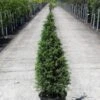 Genévrier Commun - Juniperus Communis Pyramidalis -Promos Jardin Bulbes Magasin Genevrier commun Juniperus communis Pyramidalis IF 1006741 1