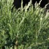 Genévrier Horizontal - Juniperus Horizontalis Agnieszka -Promos Jardin Bulbes Magasin Genevrier horizontal Juniperus horizontalis Agnieszka IF 1006752 1
