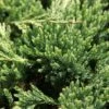 Genévrier Horizontal - Juniperus Horizontalis Prince Of Wales -Promos Jardin Bulbes Magasin Genevrier horizontal Juniperus horizontalis Prince Of Wales IF 1001362 1