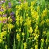 Genista Sagittalis - Genêt Ailé -Promos Jardin Bulbes Magasin Genista sagittalis 84603 1
