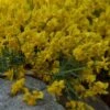 Genista Tinctoria Royal Gold - Genêt Des Teinturiers -Promos Jardin Bulbes Magasin Genista tinctoria Royal Gold 84086 1
