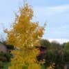 Ginkgo Biloba Fastigiata Gold Flame - Arbre Aux Quarante écus 2 Ginkgo Biloba Fastigiata Gold Flame - Arbre Aux Quarante écus -Promos Jardin Bulbes Magasin Ginkgo Biloba fastigiata Gold Flame LD 16550 1