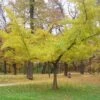 Ginkgo Biloba Horizontalis -Promos Jardin Bulbes Magasin Ginkgo biloba Horizontalis 1006292 1