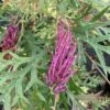 Grevillea Bronze Rambler 2 Grevillea Bronze Rambler -Promos Jardin Bulbes Magasin Grevillea Bronze Rambler 16664 1
