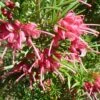 Grevillea Rosmarinifolia