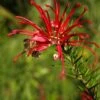 Grevillea Rosmarinifolia Clearview David -Promos Jardin Bulbes Magasin Grevillea rosmarinifolia Clearview David copyright 1006321 1