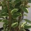 Griselinia Littoralis Bantry Bay - Griselinie Du Littoral -Promos Jardin Bulbes Magasin Griselinia littoralis Bantry Bay Griselinie du littoral IF 16249 1
