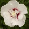 Hibiscus Syriacus French Point - Althéa à Fleurs Doubles -Promos Jardin Bulbes Magasin HIBISCUS FRENCH POINT 781967 1