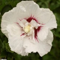 Hibiscus Syriacus French Point - Althéa à Fleurs Doubles