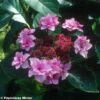 Hortensia - Hydrangea Macrophylla Etoile Violette -Promos Jardin Bulbes Magasin HORTENSIA ETOILE VIOLETTE 9523 1