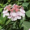 Hortensia - Hydrangea Serrata Grayswood -Promos Jardin Bulbes Magasin HYDRANGEA SERRATA GRAYSWOOD 781676 1
