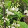 Halesia Carolina - Arbre Aux Cloches D'argent -Promos Jardin Bulbes Magasin Halesia Carolina 9657 1