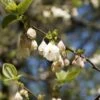 Halesia Carolina UConn - Arbre Aux Cloches D'argent -Promos Jardin Bulbes Magasin Halesia carolina UConn copyright 16590 1