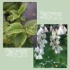 Halesia Monticola Variegata - Arbre Aux Clochettes D'argent -Promos Jardin Bulbes Magasin Halesia monticola Variegata 0779002 1