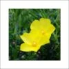 Halimium April Sun - Faux-ciste Jaune. -Promos Jardin Bulbes Magasin Halimium April Sun 84089 1