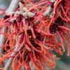 Hamamelis (x) Intermedia Rubin - Noisetier De Sorcière -Promos Jardin Bulbes Magasin Hamamelis x intermedia Rubin Noisetier de sorciere IF 19018 1