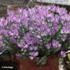 Hebe Garden Beauty Purple - Véronique Arbustive -Promos Jardin Bulbes Magasin Hebe Garden Beauty Purple 88807 1