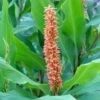 Hedychium Densiflorum Assam Orange - Gingembre D'ornement -Promos Jardin Bulbes Magasin Hedychium densiflorum Assam Orange Gingembre d ornement copyright 18041 1