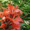 Hedychium Rubrum (deceptum) - Gingembre D'ornement -Promos Jardin Bulbes Magasin Hedychium rubrum deceptum Gingembre d ornement V 18042 1