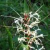 Hedychium Villosum Var. Tenuiflorum - Gingembre D'ornement -Promos Jardin Bulbes Magasin Hedychium villosum Tenuiflorum Gingembre d ornement V 18037 1