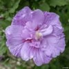 Hibiscus Syriacus Lavender Chiffon - Althéa Rose -Promos Jardin Bulbes Magasin Hibiscus Lavender Chiffon copyright 754511 1 2