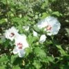 Hibiscus Syriacus Sup'Heart - Althéa à Grosses Fleurs -Promos Jardin Bulbes Magasin Hibiscus Sup Heart 9713 1